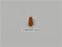 藏品(深山黃金龜)的圖片